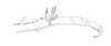 Ceuthophilus (Geotettix) alpinus Scudder, 1894: Fig. 262. male, caudal tarsus. (Otu).
