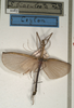 CollectionObject 1562041; NMW 1067, a3f34c3a-d151-4d60-bc9d-6a990a290505: copyright NMW, Vienna. male (holotype). (CollectionObject).