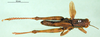CollectionObject 1501660; 8fbcc921-acd9-4cdf-96a2-99effe0bdacd, DORSA BA000133S01: male, dorsal view (holotype). (CollectionObject).