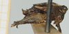 CollectionObject 1518027; 3b6205f0-fc62-4ee1-8498-a30b71828eda, NHMUK10924450: male, lateral view (holotype). (CollectionObject).