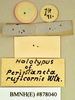 Platyzosteria melanaria (Erichson, 1842): Holotype, male, labels, reverse. BMNH(E)#878040. (Otu).