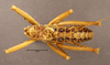 CollectionObject 1507301; 2ffb8170-57c1-4f57-8679-a1f8ed8fd16e: male, dorsal view (holotype). (CollectionObject).