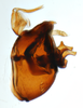 Pygofer, lateral view: !! display not done !! on Delphacodes balli Muir & Giffard, 1924: (Observation).