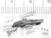 CollectionObject 1524028; a58d5879-6b47-4588-aa92-d22c8a8c03dc: male, dorsal view (holotype). (CollectionObject).