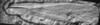 CollectionObject 1544915; OSEC 826a, 826b, 8f4c6d10-73f3-4f03-9167-abdfe890a4fa: Holotype, part OSU 826a (composite image). (CollectionObject).