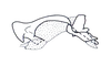 Rhabdophilacris curtipennis Descamps, 1976: Fig. 49. endophallus, lateral view. (Otu).