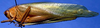 Ceraia pristina Grant, 1964: female, lateral view (paratype). (Otu).