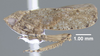 Habitus, lateral view: !! display not done !! on Paraphlepsius (Gamarex) tennessa (DeLong, 1916): (Observation).