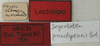 CollectionObject 1535139; fb7a47bf-4541-4976-86cd-f901409cb3f9: labels (holotype). (CollectionObject).