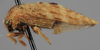 Habitus, lateral view on Creonus lloydi (Funkhouser, 1914): (Observation).