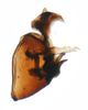 Pygofer, lateral view: !! display not done !! on Chionomus aculeatus (Beamer, 1948): (Observation).