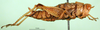 CollectionObject 1500944; 868f08be-b69d-4e3e-8fd5-9584caa2a782: female, lateral view (syntype of Symbellia stigmatica). (CollectionObject).