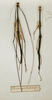 CollectionObject 1561666; 8d7238f4-a997-419c-8d61-f0691d775a58: copyright MNHN, Paris. male (syntype). (CollectionObject).