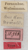 CollectionObject 1531283; 686a8d1e-bbd5-448a-9cef-03c5d533e458: labels (holotype). (CollectionObject).