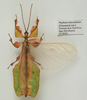 CollectionObject 1600493; ab76dd69-e627-4e2d-beac-137325cdaa4b: collection/copyright Royce Cumming. male, dorsal view (paratype). (CollectionObject).