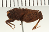 CollectionObject 1529626; 44bbfdca-7535-4153-be19-3834fb5b6c63: male, lateral view (syntype). (CollectionObject).