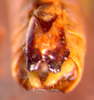 CollectionObject 1568262; ca886a3b-4a9e-47b0-b3d2-91285f4e26ee: male abdomen tip, ventral view (holotype). (CollectionObject).