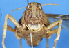 CollectionObject 1507064; a01aa1bc-d4aa-4805-a0f1-1cd3c8170d0d: female, frontal view (holotype of Aucacris hebardi). (CollectionObject).