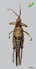 CollectionObject 2269116; Unioeste Cascavel K-1221, 80e6b161-a432-408b-9375-a76f00c3e38f: Female, ventral view. (CollectionObject).