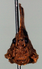 CollectionObject 1523074; bb1563ba-068e-41ea-88a0-92f27cdbef94: female, frontal view (holotype). (CollectionObject).