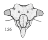 Head: !! display not done !! on Tumecauda serraticornis (Funkhouser, 1930): (Observation).