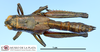 CollectionObject 1565185; f90ec6a2-9e28-4391-be81-80a4ebe692b5, MLP2376/16: female, dorsal view (paratype). (CollectionObject).
