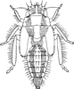 Nymph: !! display not done !! on Eurhadina (Eurhadina) loewii (Then, 1886): (Observation).