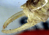 CollectionObject 1516942; 054d3d12-82cb-41e5-b17b-d52019c511a4: male cerci (holotype). (CollectionObject).