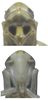 Head on Anufrievia drepanoides Lin & Zhang, 2021: dorsal view of head; face. (Observation).