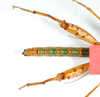 CollectionObject 1562193; 2b98b289-8578-4d93-93df-b9c7b725b22e: copyright ZMB, Berlin. male: abdomen and hind legs, ventral view (holotype). (CollectionObject).