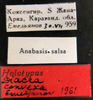Other on Diacra convexa Emeljanov, 1961: holotype. (Observation).