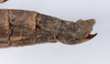 CollectionObject 1561457; bdd46e1a-8c06-4397-bc43-fabaad6d7eba: copyright ANSP. female: end of abdomen, lateral view (holotype). (CollectionObject).