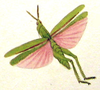 Pyrgomorpha (Pyrgomorpha) conica conica (Olivier, 1791): Pl. III, Fig. 8. Truxalis rosea. (Otu).