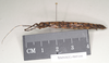 CollectionObject 1558247; 3561054c-469a-4110-864c-9d03ba2dd9de: copyright Natural History Museum, London. female, lateral view (paratype). (CollectionObject).;CollectionObject 1558248; 01b2e8bc-046c-4eb6-9b39-8a056fb49749: copyright Natural History Museum, London. female, lateral view (paratype). (CollectionObject).