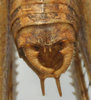 CollectionObject 1517227; 3f3f44e1-d06c-405d-8e1c-34fb0c56745a: male cerci (holotype of Pterolepis raggei). (CollectionObject).