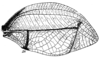 Fig. 91. male right tegmen (length 61 mm). Depicts Tympanophyllum (Tympanophyllum) arcufolium (Haan, 1843), an Otu.