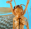 CollectionObject 1578132; b4e04049-d3cb-4fa5-aebc-b96192f00f81: male, frontal view. (CollectionObject).