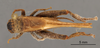 CollectionObject 2804362; 76876596-6ba0-4a8e-866e-eb3dc74d376e, FCE- GY 79, occurrenceID:- GY 79: (CollectionObject).