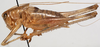 CollectionObject 1527244; 145202c4-05b6-42d1-a4c3-15c7a52d3243: male, lateral view (paratype). (CollectionObject).