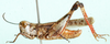 Pseudogmothela rehni Karny, 1910: male, lateral view. (Otu).