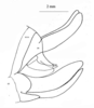 Steirodon (Steirodon) ponderosum Stål, 1873: Fig. 54; p. 215. left lateral view of ovipositor and terminal abdominal segments of females. (Otu).