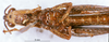 CollectionObject 1505071; 39f99438-684a-496c-ab17-f3d50835ce82, DORSA D005AM01: male, ventral view (holotype). (CollectionObject).