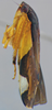 Habitus, lateral view on Pseudocostanana piraquarensis (Domahovski & Cavichioli, 2023): Male holotype [DZUP]: habitus, lateral view. (Observation).