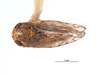 Habitus, dorsal view on Caruya brevicauda Linnavuori & DeLong, 1978: (Observation).