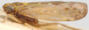 Habitus, lateral view: !! display not done !! on Lamprotettix Ribaut, 1952: Lamprotettix nitidulus, male lateral habitus (BMNH). (Observation).