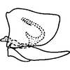 Pygofer, lateral view on Aplanus pauperculus (Ball, 1903): Pygofer, lateral view. (Observation).