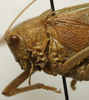 CollectionObject 1535086; 3d3bd2b7-b0a3-461b-bc28-38702ad8a9d8: male head and pronotum, lateral view (holotype). (CollectionObject).