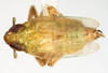 Habitus, dorsal view on Pentagramma vittatifrons (Uhler, 1876): (Observation).