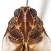 Head: !! display not done !! on Xenoliarus montanus (Metcalf, 1923): (Observation).