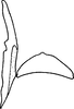 Connective on Anatkina vespertinula (Breddin, 1903): Connective. (Observation).